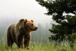 Bear vadász - vadászat titkok és trükkök, videók és ajánlások