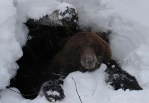 Bear vadász - vadászat titkok és trükkök, videók és ajánlások