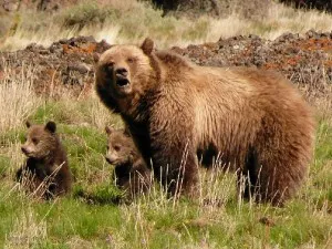 Bear vadász - vadászat titkok és trükkök, videók és ajánlások