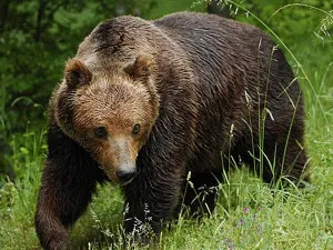 Bear vadász - vadászat titkok és trükkök, videók és ajánlások