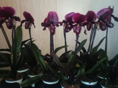 Pafiopedilum трансфер грижи у дома и размножаване