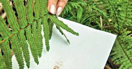 Fern Nephrolepis (45 fotó) Lady Green, Boston, faj, otthoni gondozást, a szülőhelye