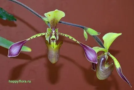 Pafiopedilum - Paphiopedilum fotografie, condițiile de creștere, îngrijire și propagare