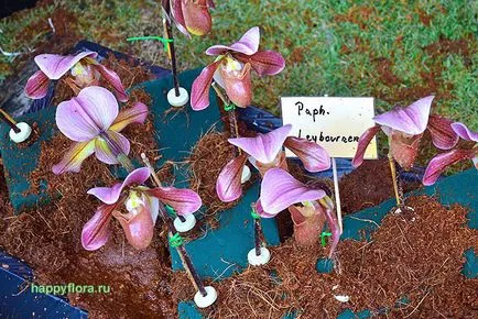 Pafiopedilum - Paphiopedilum fotografie, condițiile de creștere, îngrijire și propagare