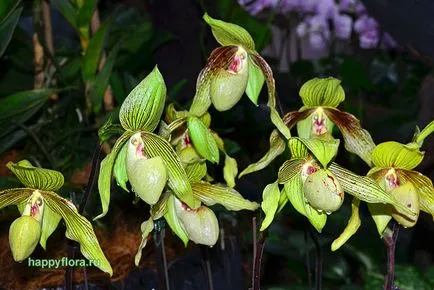 Pafiopedilum - Paphiopedilum fotografie, condițiile de creștere, îngrijire și propagare