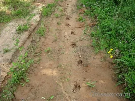 Ловуват глигани с засада