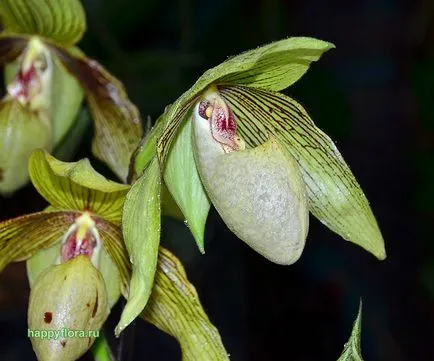 Pafiopedilum - Paphiopedilum fotó, termesztési feltételek, ellátás és szaporítása