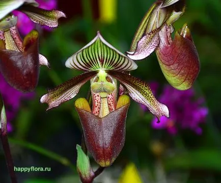 Pafiopedilum - Paphiopedilum fotó, termesztési feltételek, ellátás és szaporítása