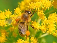 Bee pollen hasznos tulajdonságok, mint a bevétel pollen