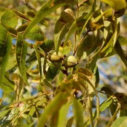 îngrijire pecan de plantare de nuci și cultivarea de soiuri de boală și de îngrășăminte, reproducerea și fotografia