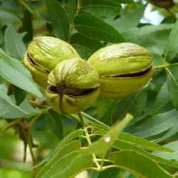 îngrijire pecan de plantare de nuci și cultivarea de soiuri de boală și de îngrășăminte, reproducerea și fotografia