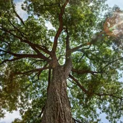 îngrijire pecan de plantare de nuci și cultivarea de soiuri de boală și de îngrășăminte, reproducerea și fotografia