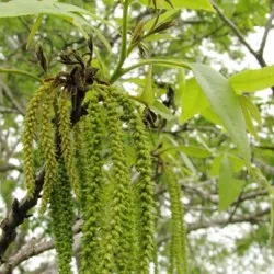 îngrijire pecan de plantare de nuci și cultivarea de soiuri de boală și de îngrășăminte, reproducerea și fotografia