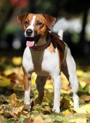 Parson Dzhek Rassel câine terrier fotografie, cumpărare, film, preț