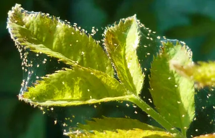 Spider acarianul pe coacăze, căpșuni, struguri și zmeură cu privire la modul de a face