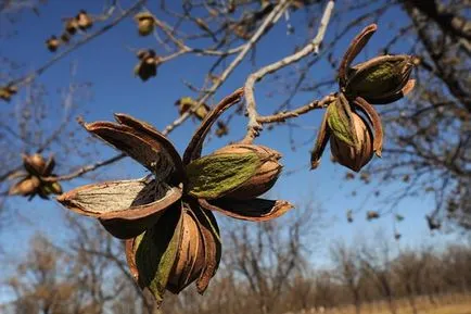 îngrijire pecan de plantare de nuci și cultivarea de soiuri de boală și de îngrășăminte, reproducerea și fotografia