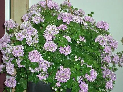 Pelargonium növekvő magról