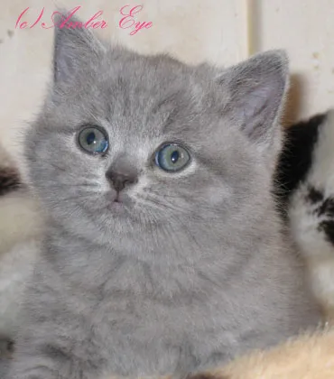 Crescatoria din British Shorthair și pisicile Scottish Fold chihlimbar ochi - pepiniera noastră