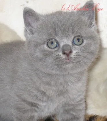 Crescatoria din British Shorthair și pisicile Scottish Fold chihlimbar ochi - pepiniera noastră