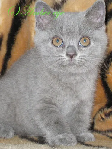 Tenyészet brit rövidszőrű és skót fold macskák borostyán szem - faiskolánkban