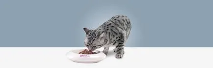 Táplálkozás - cikkek a macska részén az év!