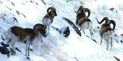 Plateau Ukok, Altáj