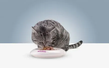 Táplálkozás - cikkek a macska részén az év!
