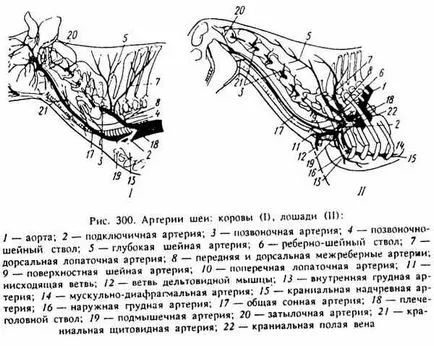 brachiocephalic багажника