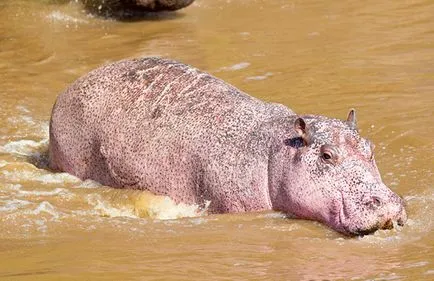 Защо мляко розови хипопотами
