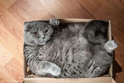 Miért macskák, mint a doboz, mászni, és elrejti őket - a hírt az állatok az emberi világban