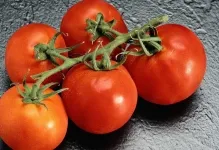 Tomate într-o seră pentru Siberia cele mai bune soiuri de tomate de reproducție Siberian, seria de productivitate carpian