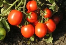 Tomate într-o seră pentru Siberia cele mai bune soiuri de tomate de reproducție Siberian, seria de productivitate carpian