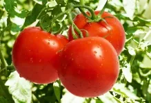 Tomate într-o seră pentru Siberia cele mai bune soiuri de tomate de reproducție Siberian, seria de productivitate carpian