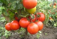 Tomate într-o seră pentru Siberia cele mai bune soiuri de tomate de reproducție Siberian, seria de productivitate carpian