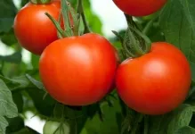 Tomate într-o seră pentru Siberia cele mai bune soiuri de tomate de reproducție Siberian, seria de productivitate carpian