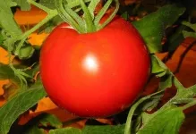 Tomate într-o seră pentru Siberia cele mai bune soiuri de tomate de reproducție Siberian, seria de productivitate carpian