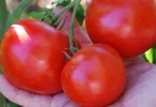 Tomate într-o seră pentru Siberia cele mai bune soiuri de tomate de reproducție Siberian, seria de productivitate carpian