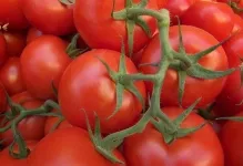 Tomate într-o seră pentru Siberia cele mai bune soiuri de tomate de reproducție Siberian, seria de productivitate carpian