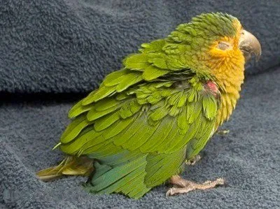 Parrot студена статия