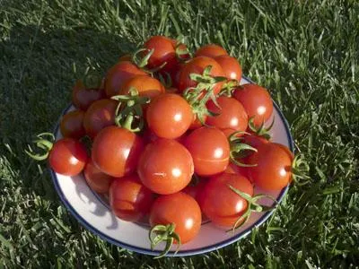 чери домати в собствената си сок - не само вкусно, но и полезно