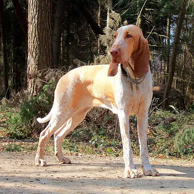 Rasa Italiană Greyhound - fotografii, caracter, îngrijire, formare, preț de câine