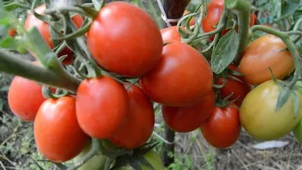 Tomate într-o seră pentru Siberia cele mai bune soiuri de tomate de reproducție Siberian, seria de productivitate carpian