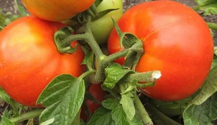 Tomate într-o seră pentru Siberia cele mai bune soiuri de tomate de reproducție Siberian, seria de productivitate carpian