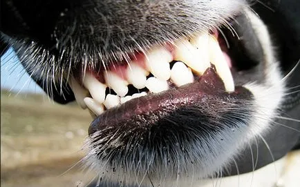 Malformații de smalțul dinților la câini