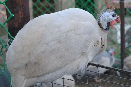 guineea rasa păsări - o descriere, fotografii, ferma acasă