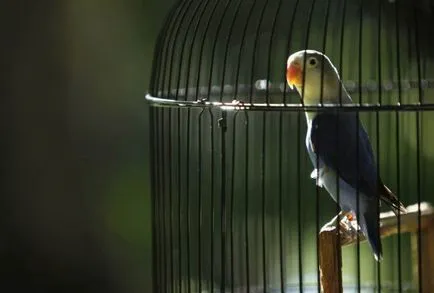 Parrot студена статия