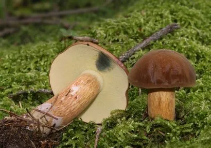 Poloneză ciuperca ciuperca alb, toxice, fals cum să gătească, gătit, aproape, reteta