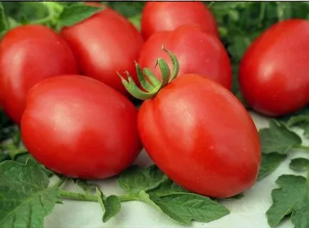 Доматите от оранжерия за Сибир най-добрите сортове домати сибирски размножаване, карпалния производителността серия