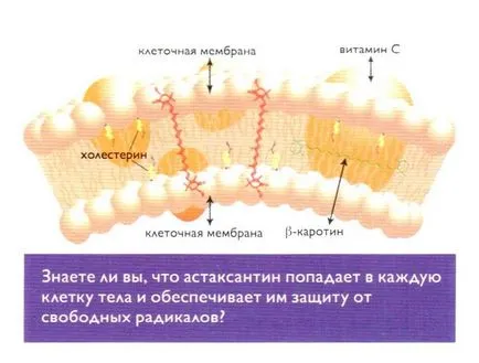 Előnyei garnéla hatóképességre