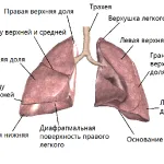Радикалната десностранна пневмония и лявата ръка
